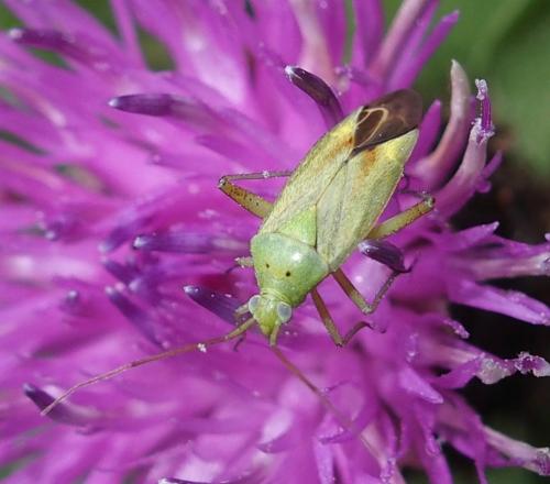 Closterotomus norwegicus